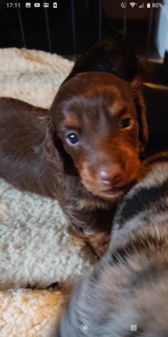 Mini Dachshunds Wanted Dogs Puppies Rehome Buy And Sell
