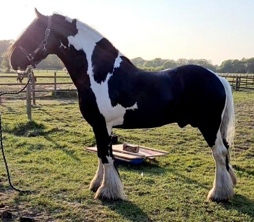 Coloured stallion standing at stud - Kimico Hell For Leather For Stud ...