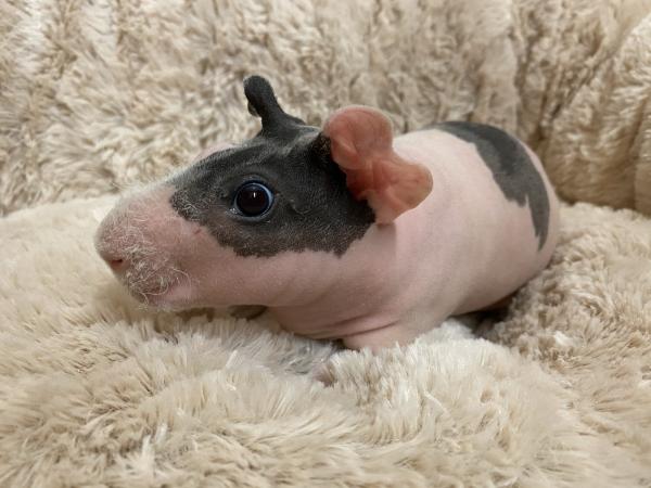 Small Mammal + Exotic Mammal List Jan 2020 For Sale in ...