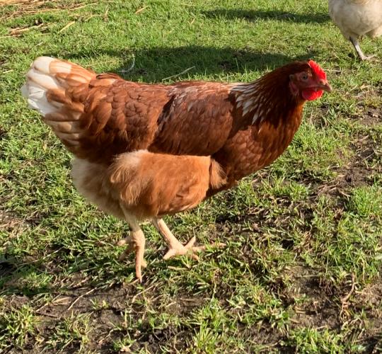 Laying hens For Sale in Blackpool, Lancashire Preloved