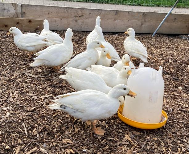 White call ducks pairs For Sale in Burton On Trent, Staffordshire