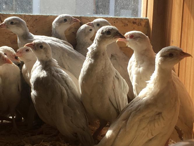 Silver and white chukar partridge for sale For Sale in Uttoxeter