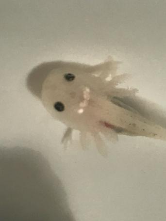 axolotl rehome advert