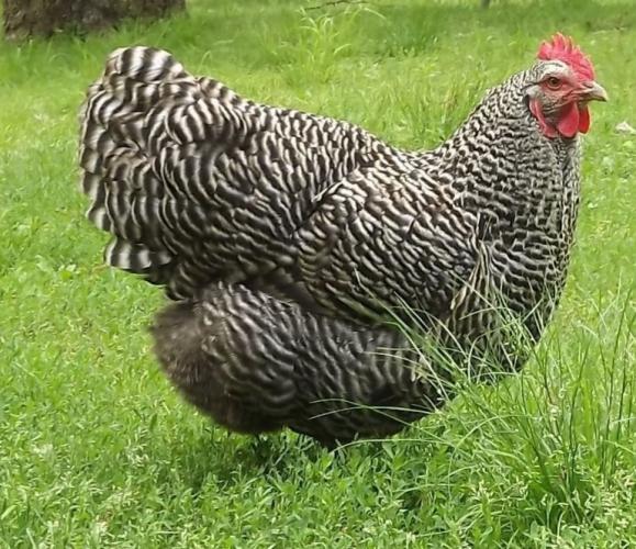 Point Of Lay Hybrid Chickens For Sale For Sale in Warrington, Cheshire
