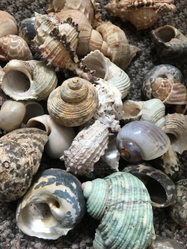 Hermit crab shells For Sale in Cambridge, Cambridgeshire Preloved