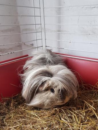 Guinea Pig Local Classifieds In Barmouth Preloved