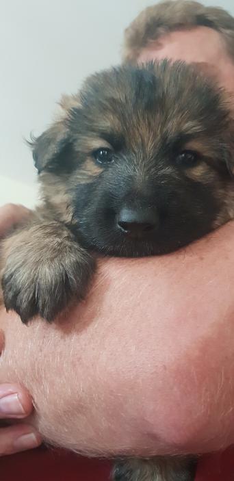 Long Haired German Shepherd Dogs Puppies Rehome Buy And Sell