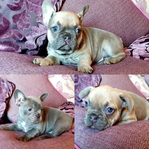 LILAC & FAWN FRENCHIES TOP QUAILTY LINES For Sale in Bristol, Nonus