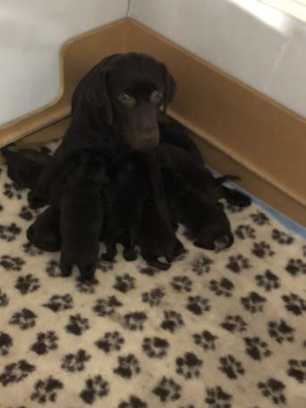 Comfort Retriever Local Classifieds For Sale Preloved