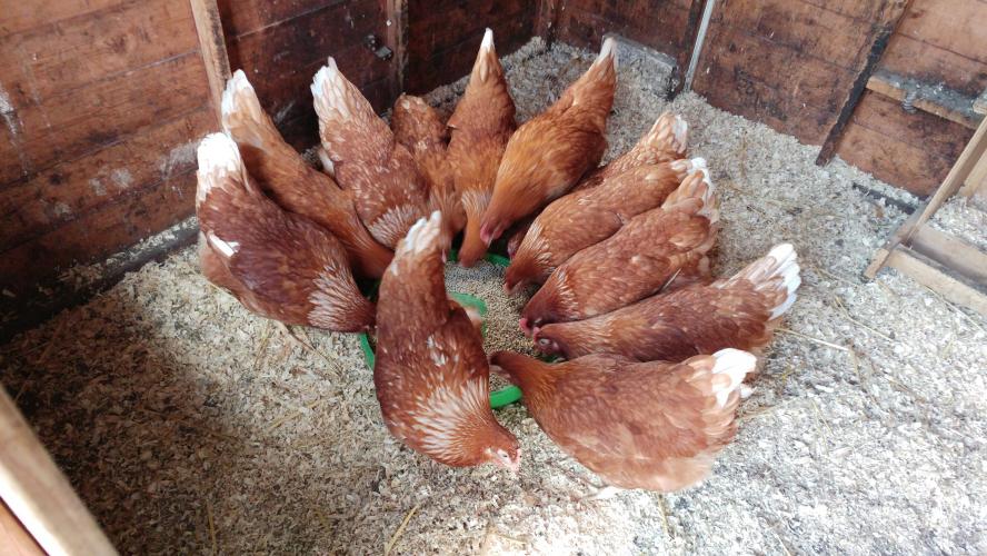Point of lay warren/isa brown chickens for sale For Sale in Warrington