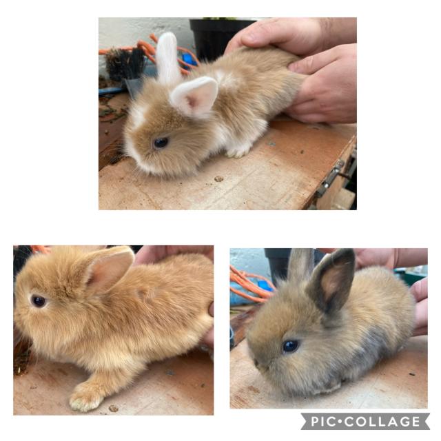 Baby Harlequin Cross Rabbits For Sale in Hadnall, Shropshire Preloved
