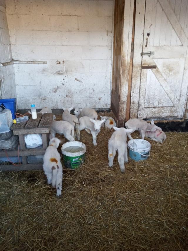 pet lambs available For Sale in Yarm, North Yorkshire Preloved