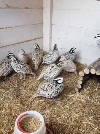 bobwhite snowflake quail hatching eggs for sale For Sale in Truro