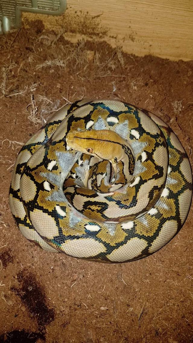 Dwarf reticulated python For Sale in Barnoldswick, England | Preloved