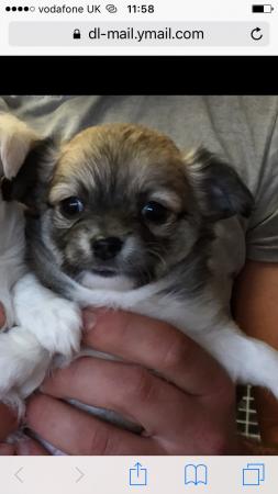 Stunning Chihuahua Puppies Ready Now For Sale In Dormanstown