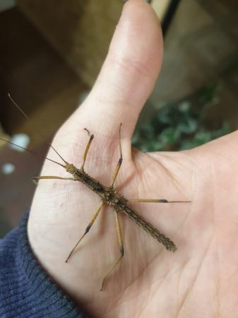Thorny Stick Insects For Sale in Birmingham, West Midlands | Preloved