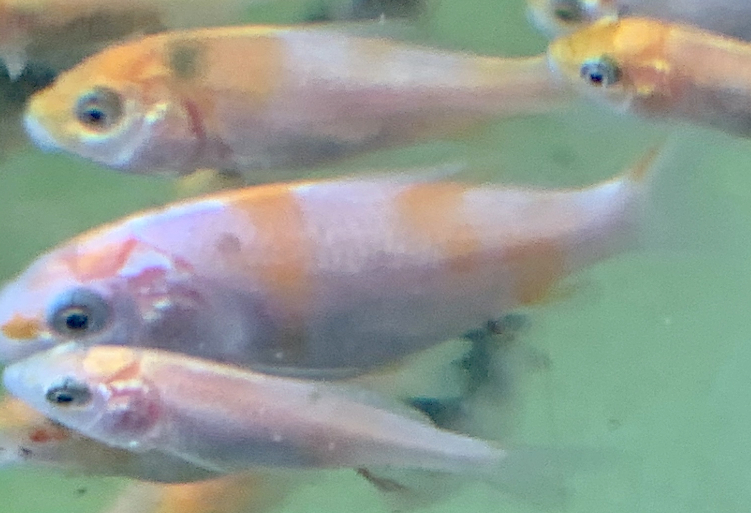 Koi carp fry for hot sale sale