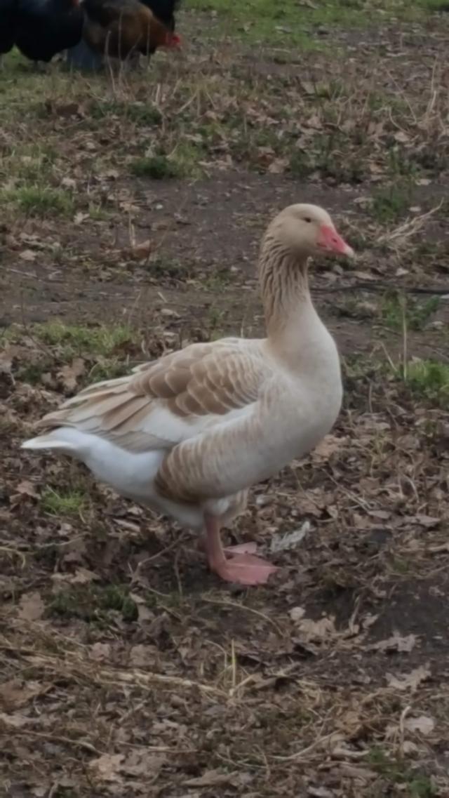 Pure Breed Brecon Buff Geese Hatching Eggs For Sale in Winsford