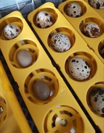 Image 1 of miniature quails eggs