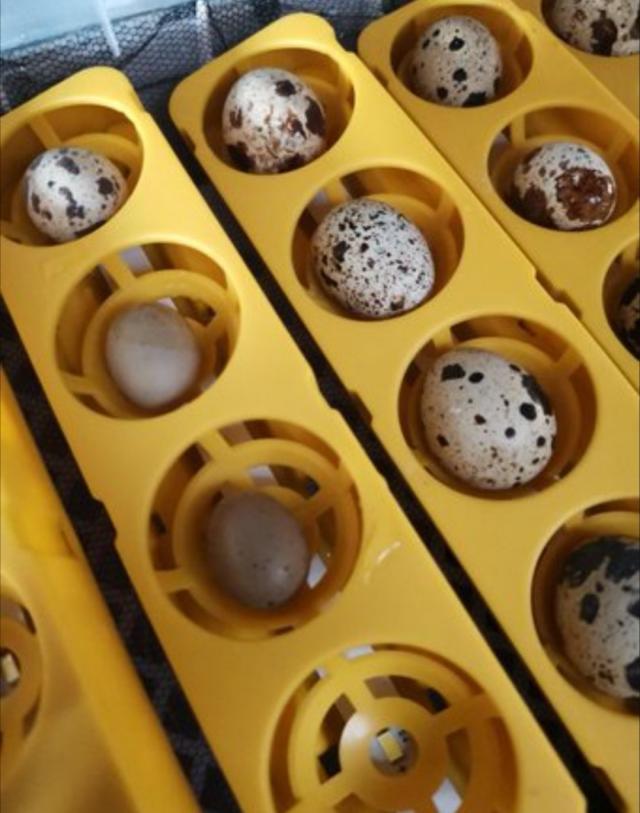 Preview of the first image of miniature quails eggs.
