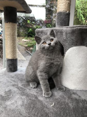 Beautiful British Shorthair Kittens For Sale For Sale In Stoke On