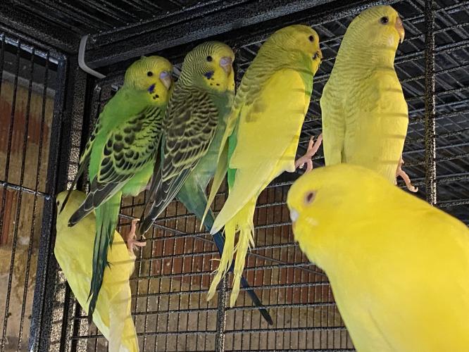 Baby Budgies For Sale in Rickmansworth, Herts Preloved