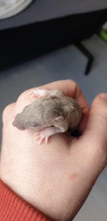 Image 17 of Tame Young/baby rats for sale (guaranteed tame)