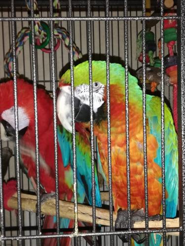 Female Catalina macaw For Sale in Newcastle Under Lyme 