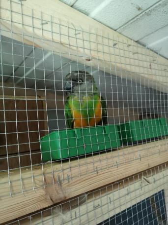 birds rehome buy and sell in alnwick preloved on his own no offers he going through moulting at moment he mimics your tut tut tut and says hello he takes food from your hand lovely bird would make