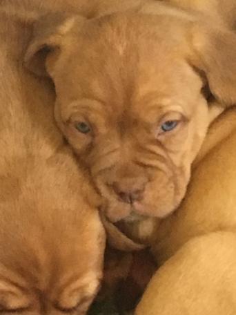dogue de bordeaux mix dogs puppies rehome buy and sell preloved beautiful dogue de bordeaux puppies for sale our dog dolly has had 11 healthy pups excellent examples of breed mum and dad are both lovely natured dogs