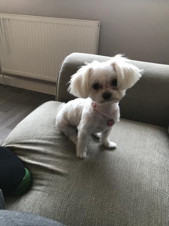 maltese dogs and puppies for sale in bala preloved she is very clever loves cuddles full of life and loves her food she hasn t been speyed