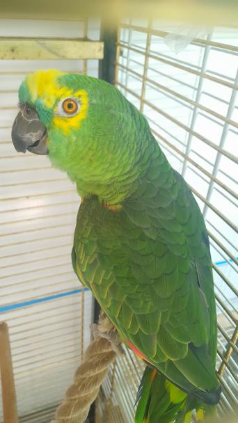 pet birds in birds rehome buy and sell in the uk and ireland semi tame and says the odd word will take food from your hand and will step up when it feels like it its quite steady needs time with owner it s beak