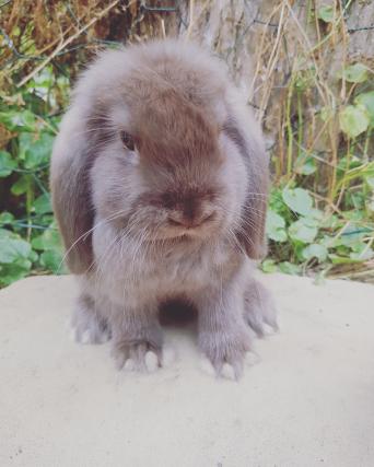 rabbit pets in lichfield preloved old very friendly and healthy been wormed and fleaed comes with change over food and advice a 40 each or pair for a 70 collection from ravenstone