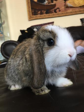 mini lop rabbit rabbits for sale in st albans preloved mini lop ready now