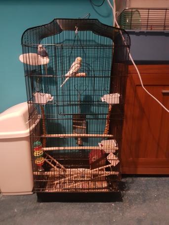 budgies for free birds rehome buy and sell in the uk and ireland with rest of food millet and food bowls and accessories they are around 6 month old so good age to be fully hand trained one budgies has hurt it s