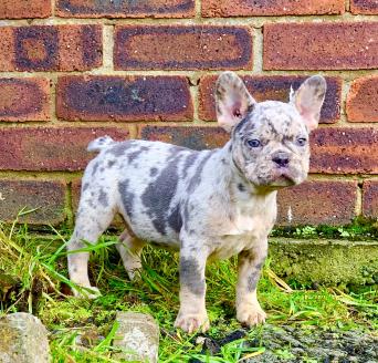 45+ Blue And Tan Merle French Bulldog