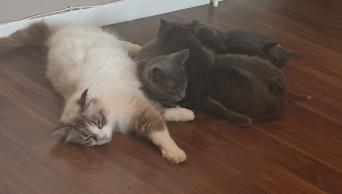 Grey Cat Cats Kittens Rehome Buy And Sell In Medway Preloved