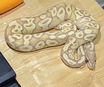 Banana Mojave Reptiles Rehome Buy And Sell Preloved