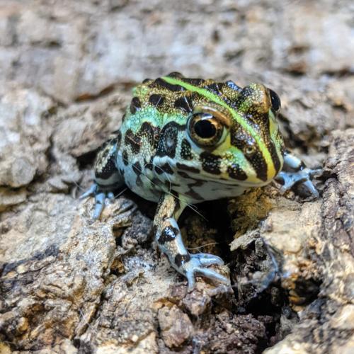 CB21 African Bull Frog For Sale in Littlehampton, West Sussex Preloved