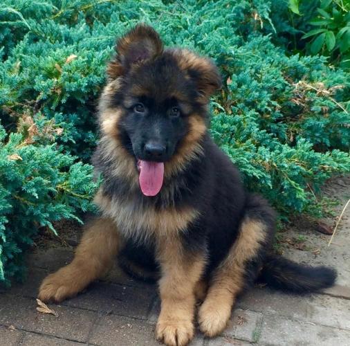 Wanted In January - Long Haired Male German Shepherd Puppy Wanted in ...