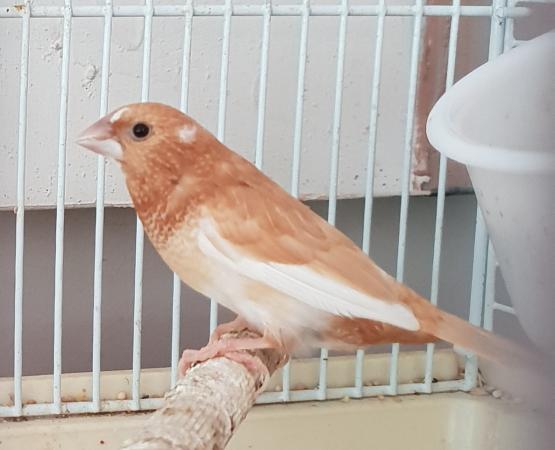 Pair of Bengalese finches For Sale in Telford, Shropshire | Preloved