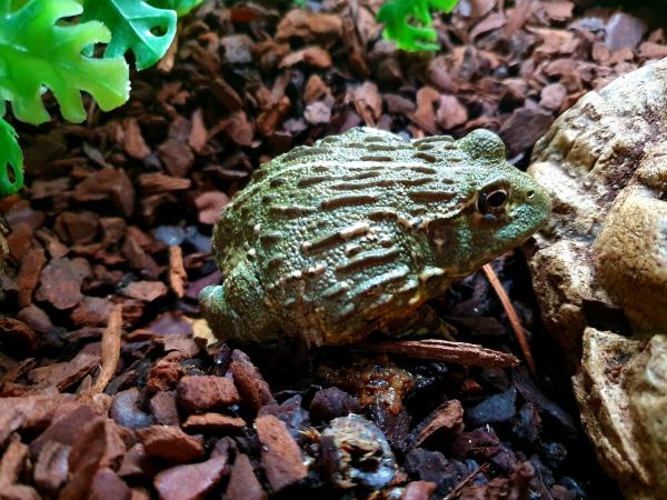 Giant African Bullfrog CB2018 For Sale in Windlesham  