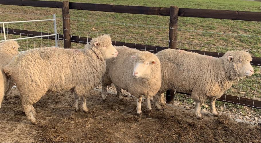4 Poll Dorset Ewes, Sheep For Sale in Macclesfield, Cheshire | Preloved