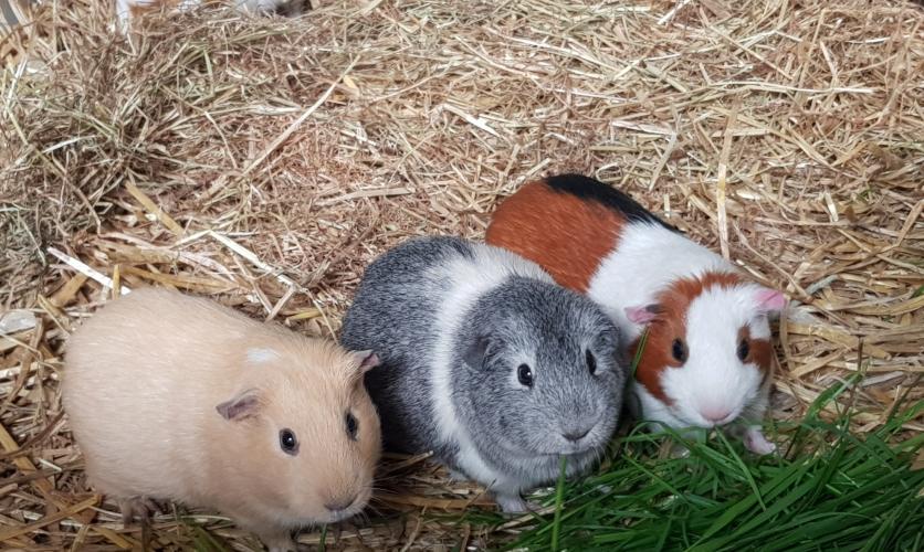 beautiful grey & white female Guinea pig For Sale in Preston, Lancashire Preloved