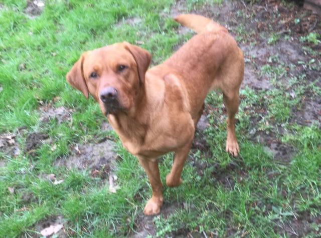 Kennel Club Registered Fox Red Labrador Stud For Stud In Preston England Preloved Kennel Club Registered Fox Red Labrador Stud For Stud In Preston England Preloved