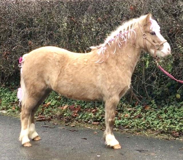 SHETLAND X WELSH LEAD REIN FIRST RIDDEN PALOMINO For Sale in Holywell