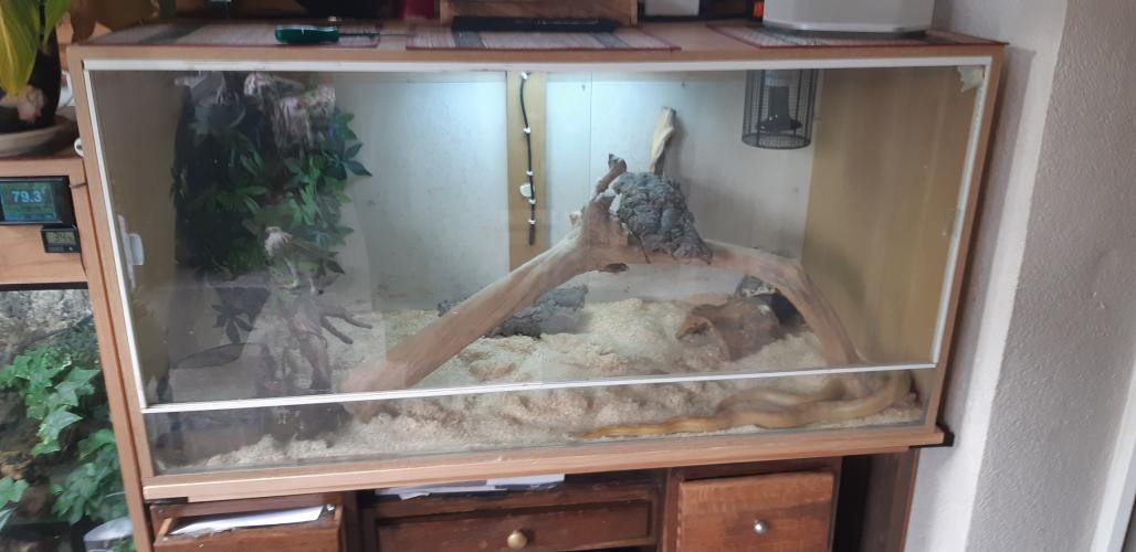 corn snake/ 4ft. vivarium For Sale in Chelmsford, Essex Preloved