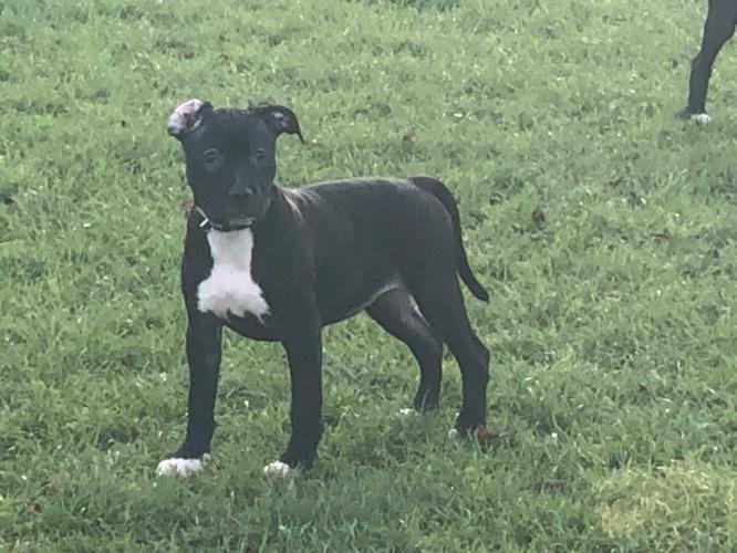 7 x American bulldog puppies for sale For Sale in Evesham, Worcestershire Preloved