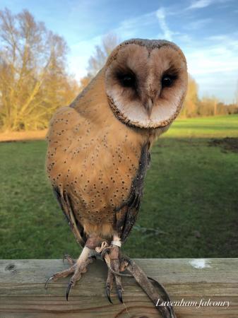 Dark Breasted Barn Owls For Sale In Wigan Lancs Preloved