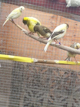 canaries for sale.canary birds For Sale in Halifax, West Yorkshire ...
